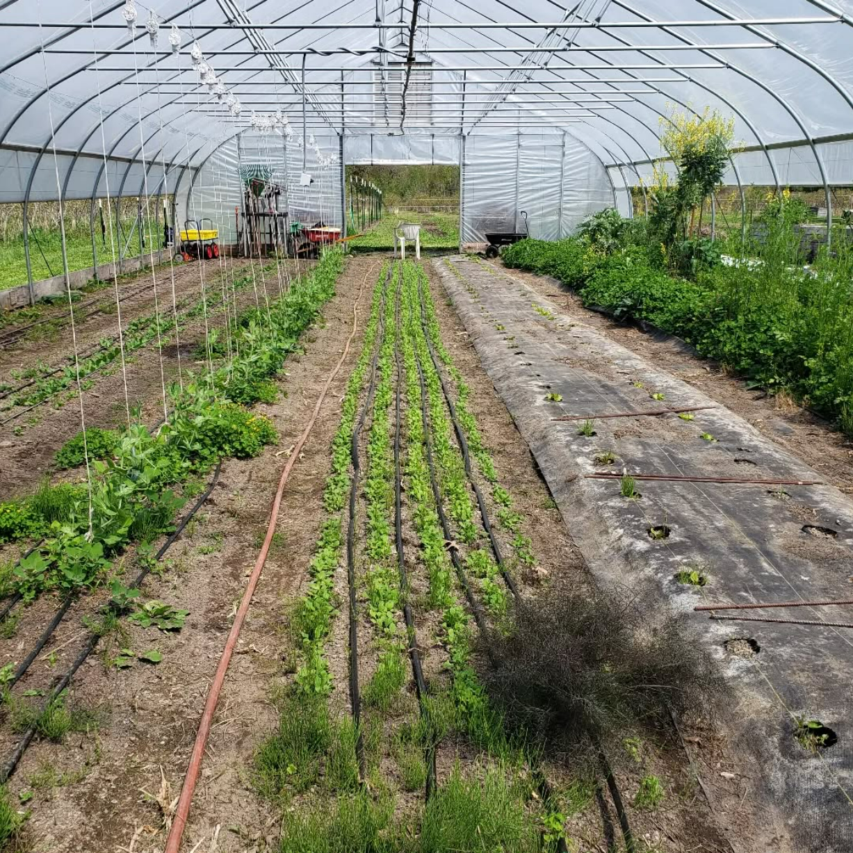30' Wide Hoophouse